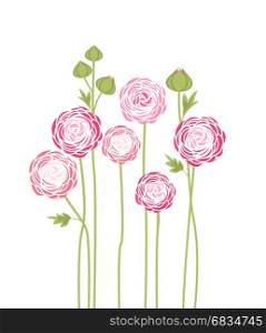 Bouquets of flowers. Vector illustration of ranunculus flower. Background with flowers