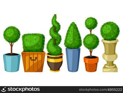 Boxwood topiary garden plants. Set of decorative trees in flowerpots. Boxwood topiary garden plants. Set of decorative trees in flowerpots.