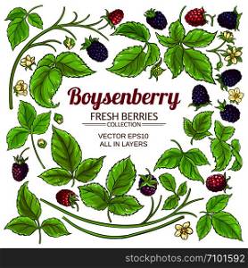 boysenberry elements set on white background. boysenberry elements set