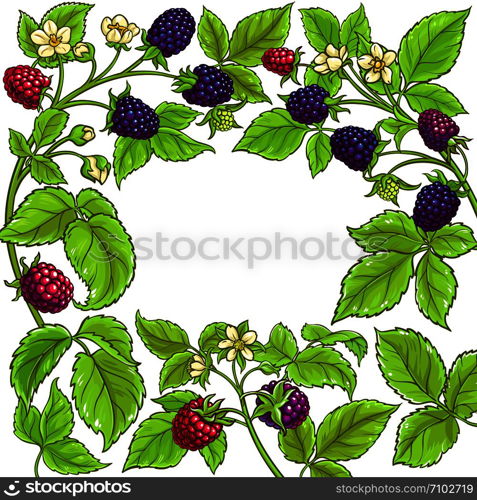 boysenberry vector frame on white background. boysenberry vector frame