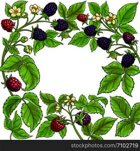 boysenberry vector frame on white background. boysenberry vector frame