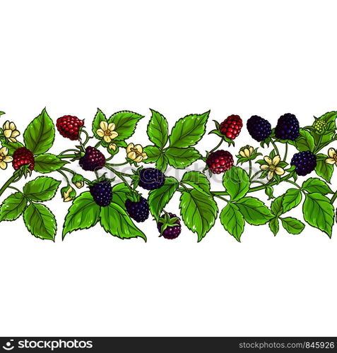 boysenberry vector pattern on white background. boysenberry vector pattern