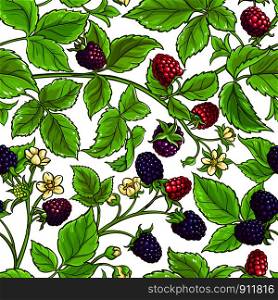 boysenberry vector pattern on white background. boysenberry vector pattern