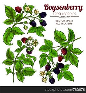 boysenberry vector set on white background. boysenberry vector set