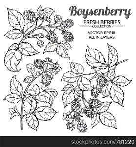 boysenberry vector set on white background. boysenberry vector set