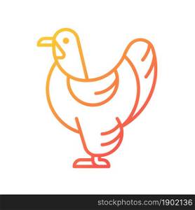 Brahma hen gradient linear vector icon. American chicken breed. Raising domestic bird for meat. Feathered shanks, toes. Thin line color symbol. Modern style pictogram. Vector isolated outline drawing. Brahma hen gradient linear vector icon