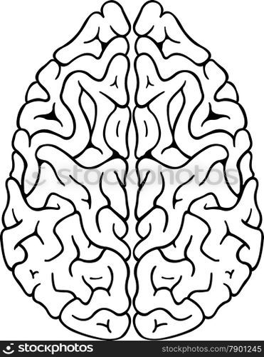 brain
