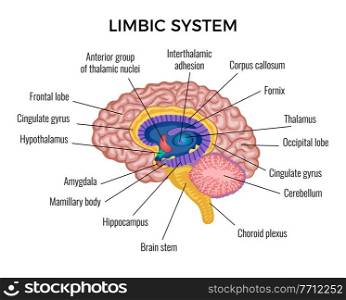 Brain in section anatomy infographics scheme illustrated different areas of limbic system with text description vector flat vector illustration. Brain Anatomy Infographics Illustration
