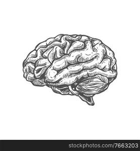 Brain sketch icon, human internal organ isolated monochrome vector. Nerve system and memory. Human brain sketch icon, internal organ
