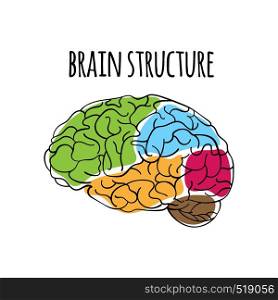 BRAIN STRUCTURE Nervous System Medicine Vector Illustration
