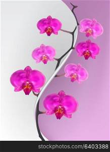 Branch flowers of the Orchid Pink. Vector Illustration. EPS10. Branch flowers of the Orchid Pink. Vector Illustration.