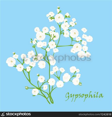 Branch of beautiful hand-drawn gypsophila, natural colors. Vector illustration. Branch of beautiful hand-drawn gypsophila