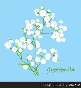 Branch of beautiful hand-drawn gypsophila, natural colors. Vector illustration. Branch of beautiful hand-drawn gypsophila