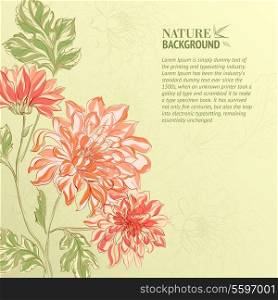 Branch of Chrysanthemum over color background. Vector illustration.