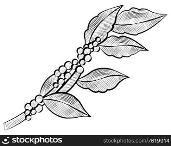Branch of coffee beans and leaves isolated monochrome icon. Vector raw caffeine plant, drawing java symbol, tropical crop or arabic cluster, ingredient of drink. Branch of Coffee Beans and Leaves Isolated Icon