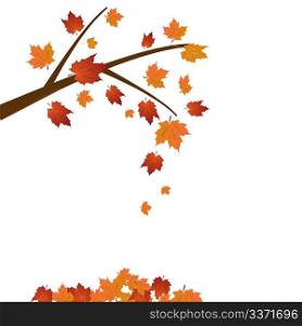 Branch of maple tree, autumn leaf fall. Vector