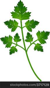Branch of parsley