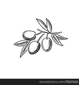 Branch of ripe olives, isolated on white background, for agriculture and food themes. Hand drawn sketch style, not trace. Hand drawn sketch of ripe olives