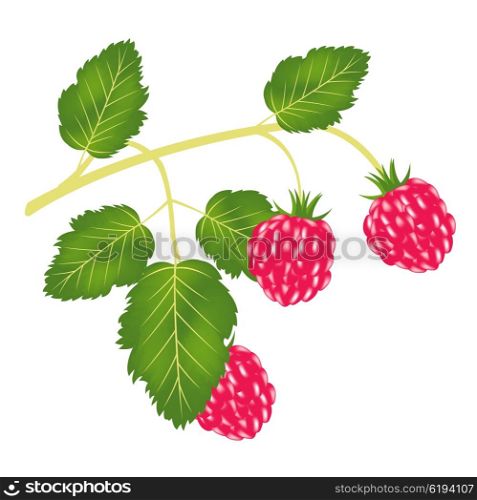 Branch of the ripe berry raspberry on white background. Branch of the ripe raspberry