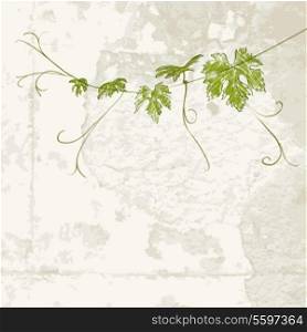 Branch of vine climbing against concrete wall. Vector illustration.