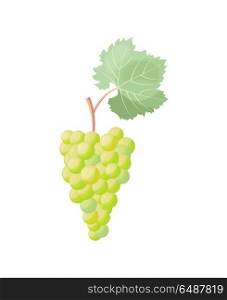 Branch of White Grape Vector Illustration on White. White branch of grapes icon with juicy tasty berries and big green leaf at top vector illustration of healthy organic fruit isolated