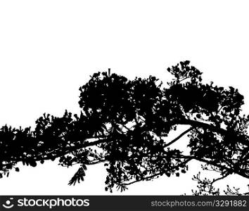 Branch silhouette