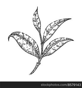 branch tea leaf hand drawn vector. nature tree, healthy food drink, plantation branch tea leaf sketch. isolated black illustration. branch tea leaf sketch hand drawn vector