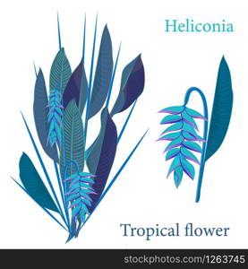 Branch tropical heliconia flower leaves. Watercolor realistic drawing in flat color style. isolated on white background. Blue night colorization vector illustration. Branch tropical heliconia flower leaves. Watercolor realistic drawing in flat color style. isolated on white background
