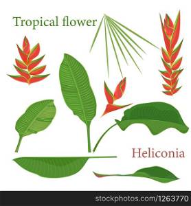 Branch tropical heliconia flower leaves. Watercolor realistic drawing in flat color style. isolated on white background. Vector illustration. Branch tropical heliconia flower leaves. Watercolor realistic drawing in flat color style. isolated on white background
