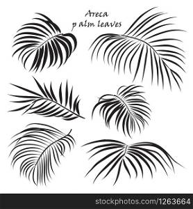 Branch tropical palm areca leaves. in black colors, isolated on white background. Vector illustration. Branch tropical palm areca leaves. in black colors, isolated on white background.
