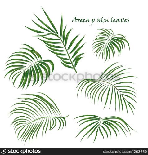 Branch tropical palm areca leaves. realistic drawing in flat color style. isolated on white background. Vector illustration. Branch tropical palm areca leaves. realistic drawing in flat color style. isolated on white background.