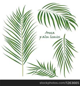 Branch tropical palm areca leaves. realistic drawing in flat color style. isolated on white background.. Vector illustration. Branch tropical palm areca leaves. realistic drawing in flat color style. isolated on white background.
