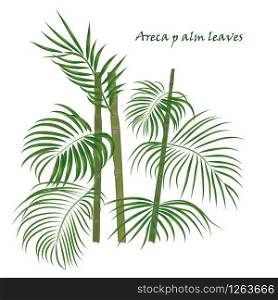 Branch tropical palm areca leaves. realistic drawing in flat color style. isolated on white background.. Vector illustration. Branch tropical palm areca leaves. realistic drawing in flat color style. isolated on white background.