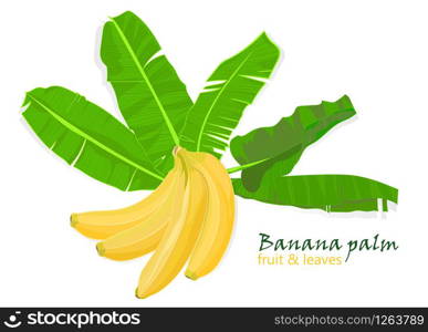 Branch tropical palm banana leaves and fruits. realistic drawing in flat color style, isolated on white background. Vector illustration. Branch tropical palm banana leaves and fruits. realistic drawing in flat color style. isolated on white background.
