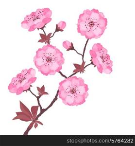 Branch with cherry flowers on white background.