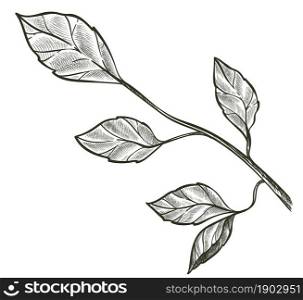 Branch with foliage, isolated monochrome sketch outline of minimalist floral decor. Botany and biodiversity. Organic growth and ecology symbol. Colorless shrub or bushes. Vector in flat style. Twig with leaves, decorative branch with foliage