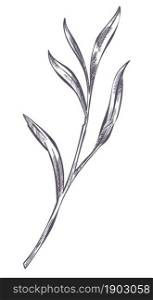 Branch with foliage, isolated plant or flower twig with leaves. Botanic biodiversity and summer ornaments and decor. Exotic and tropical botany. Monochrome sketch outline. Vector in flat style. Lavender leaf plant branch with foliage monochrome