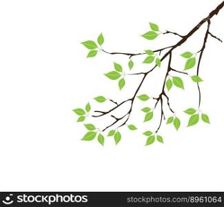 Branch with green leaves vector image