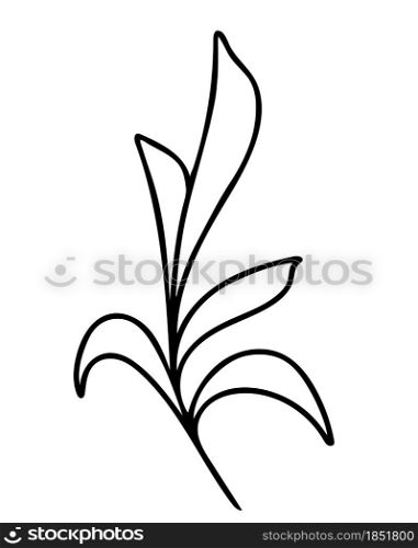 Branch with sheets, hand drawing vector illustration. Single deciduous branch, field grass, black outline. Minimalistic botanical element.. Branch with sheets, hand drawing vector illustration.