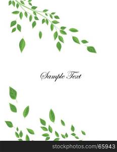 Branches and green leaves. Vector illustration of green leaves. Background with branches and leaves, place for text