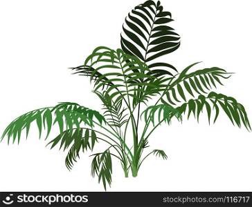 Branches Exotic palm bush isolated on white background. Palm Tree