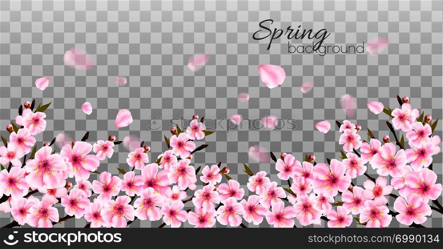 Branches of a blossoming sakura on transparent background. Vector.
