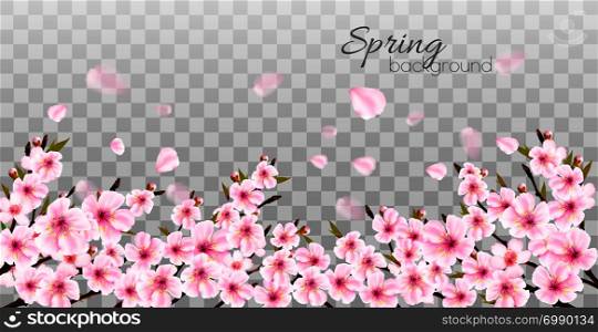Branches of a blossoming sakura on transparent background. Vector.