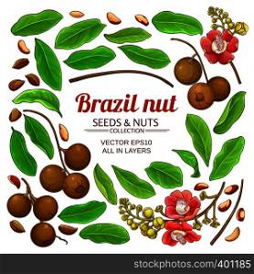 brazil nut elements set on white background. brazil nut elements set