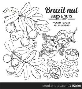 brazil nut vector set on white background. brazil nut vector set