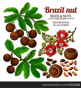 brazil nut vector set on white background. brazil nut vector set