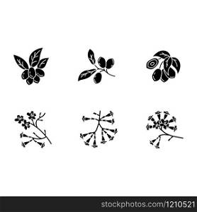 Brazilian flora black glyph icons set on white space. Miracle fruit. Ipe tree. Plumeria and jojoba. South american plant. Botany. Tropical blossom. Silhouette symbols. Vector isolated illustration
