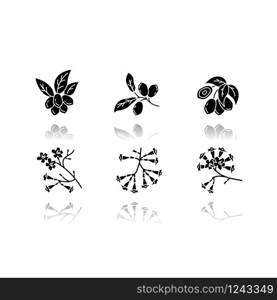 Brazilian flora drop shadow black glyph icons set. Miracle fruit. Ipe tree. Plumeria and jojoba. South american plant. Botany. Tropical blossom. Isolated vector illustrations on white space