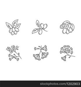 Brazilian flora pixel perfect linear icons set. Miracle fruit. Ipe tree. Plumeria and jojoba. South american plant. Botany. Tropical blossom. Isolated vector outline illustrations. Editable stroke