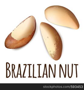 Brazilian nut icon. Realistic illustration of brazilian nut vector icon for web design isolated on white background. Brazilian nut icon, realistic style